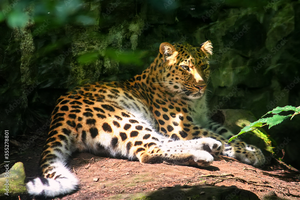 Amur leopard lies on a stone in the forest. Close up photo of an animal. Selective focus Amur leopard lies on a stone in the forest. Close up photo of an animal. Selective focus