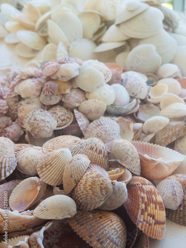 Shells Gathered on Beaches of Sanibel Island  Florida  USA