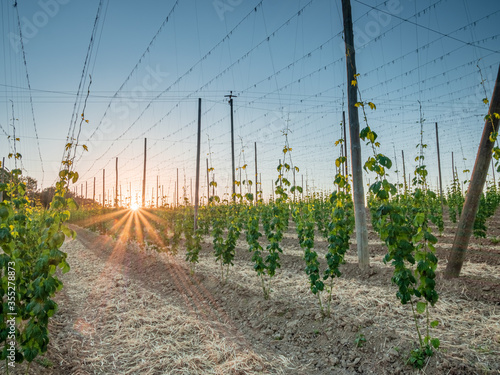 Bavarian Sunset with a hop garden at the background during Spring time photo