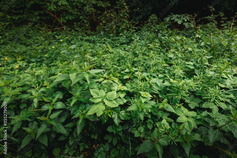 Green leafs of Urtica dioica - nettle in the forest in rainy day. Stinging and growing nettle - medical plant. Wide angle - dark photo of many nettle in the dark forest. Green leafs of Urtica dioica - nettle in the forest in rainy day. Stinging and growing nettle - medical plant. Wide angle - dark photo of many nettle in the dark forest.