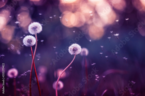 field in lilac tones with white fluffy flowers dandelions and flying light seeds on the background of the sunset