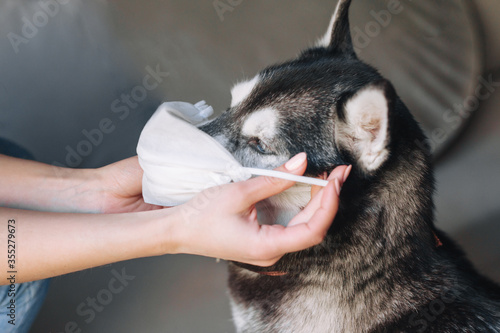 Sickness. Husky dog in medical protective mask at home
