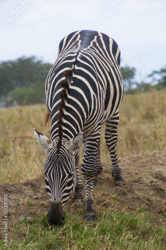 A zebra at close hand