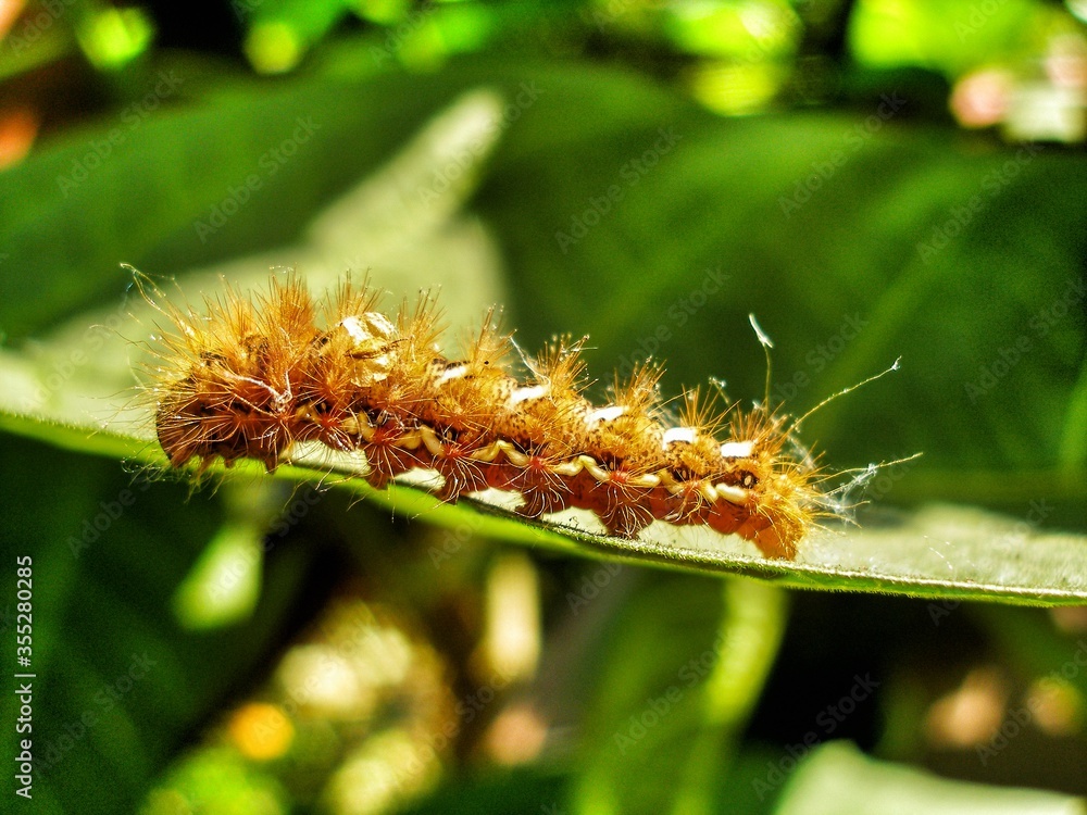 Naklejka premium Brown caterpillar, larvae of Knot Grass Moth. Insect on green leaf. Acronicta rumicis caterpillar on green leaf. Close-up photo. Photo taken in garden in central Poland. Sunlight, vivid colors.