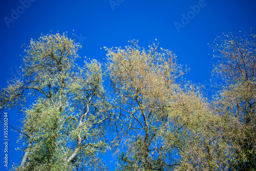 arboles de color blanco con cielo azul  photo