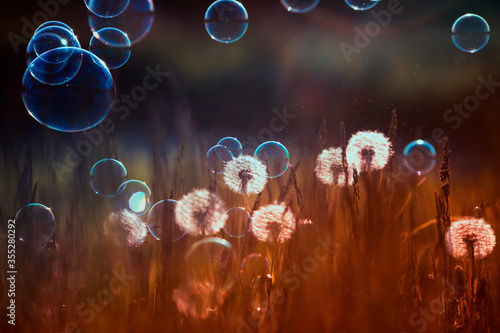 natural background with white fluffy dandelions and flying light seeds and soap bubbles in the light of a Golden sunset