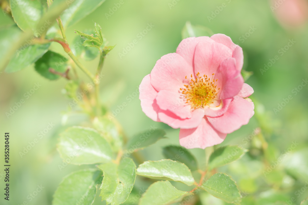 Romantic pink rose. Valentines day wedding and romance concept. Romantic pink rose. Valentines day wedding and romance concept.
