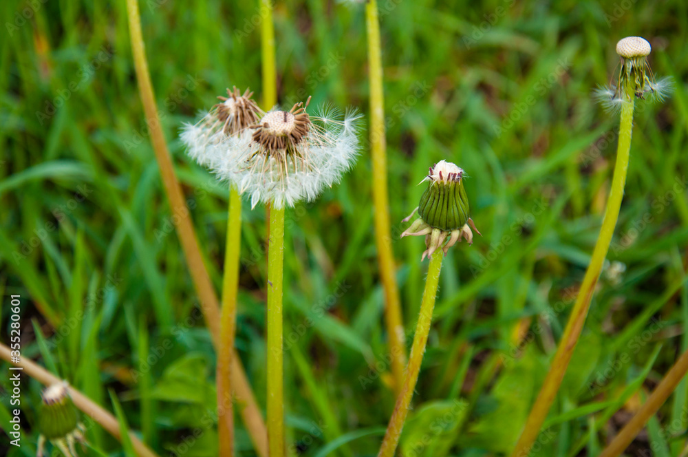 White fluffy dandelion in spring green grass White fluffy dandelion in spring green grass