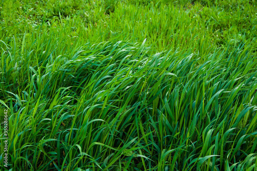 Tall bright lush green grass. Grass texture Tall bright lush green grass. Grass texture