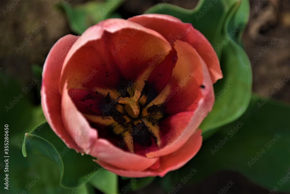 Czerwony tulipan od środka   - obrazy, fototapety, plakaty 