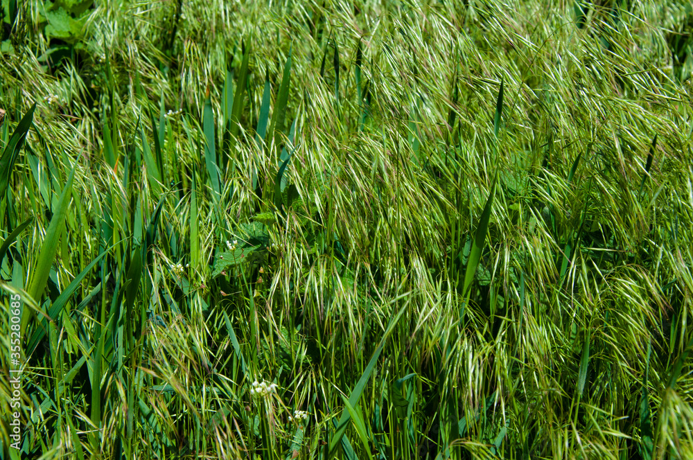 Tall bright lush green grass. Grass texture Tall bright lush green grass. Grass texture