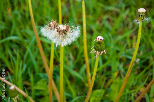 White fluffy dandelion in spring green grass