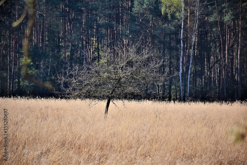 Fototapeta Naklejka Na Ścianę i Meble -  drzewo w trawie 