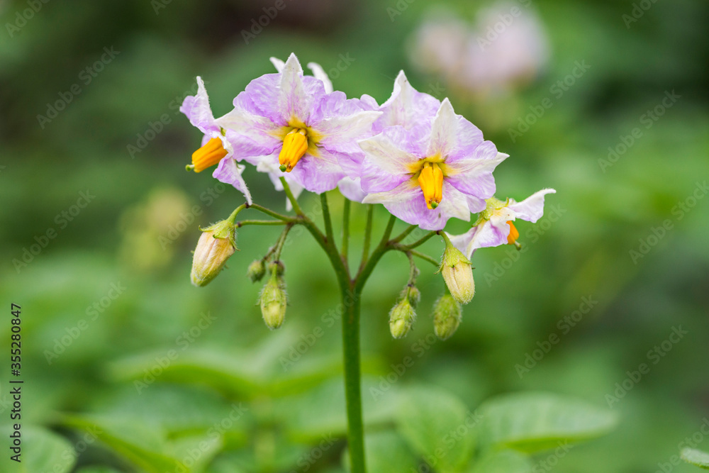 Flowered potato in summer. Potatoes plants with flowers growing on