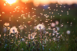natural background with white fluffy round flowers dandelions and light seeds flying in the light of a Golden sunset