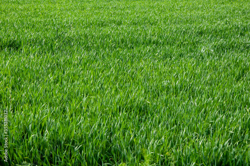 Tall bright lush green grass. Grass texture