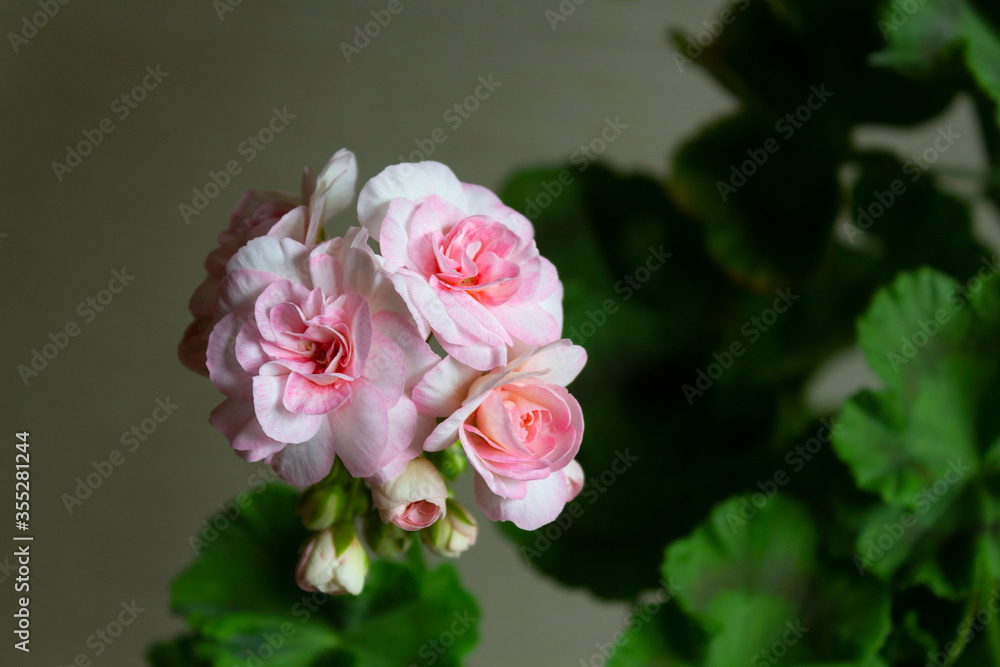 Beautiful pink flowers and buds of the zonal pelargonium cultivar Princess Grace on a background of green leaves close-up. Beautiful pink flowers and buds of the zonal pelargonium cultivar Princess Grace on a background of green leaves close-up.