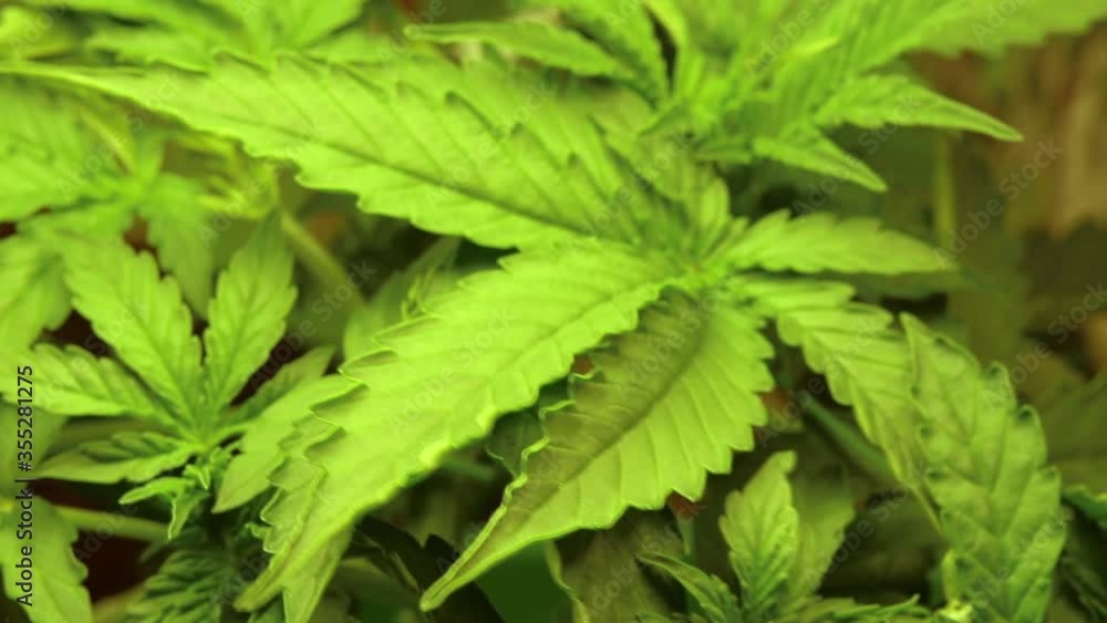 Sativa Cannabis or Hemp leaves top view shot. Close-up medical marijuana. Weed production. Sativa Cannabis or Hemp leaves top view shot. Close-up medical marijuana. Weed production.