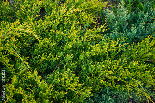 Beautiful green thuja. Green leaves close-up top view.