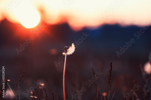 natural background with a flying dandelion in the light of a Golden sunset