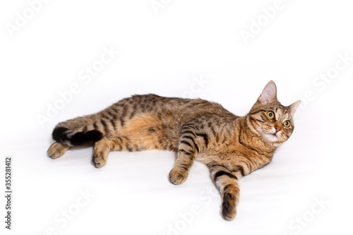 An adult spotted and striped Shorthair cat lies resting on a white background. Happy, contented cat, healthy pet food, veterinary medicine, pet maintenance. Space for text