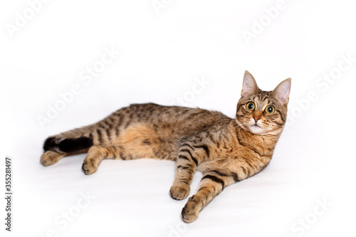 Surprised, scared with big eyes, an adult spotted and striped Shorthair cat lies resting on a white background. Happy, contented cat, healthy pet food, veterinary medicine, pet care. Space for text