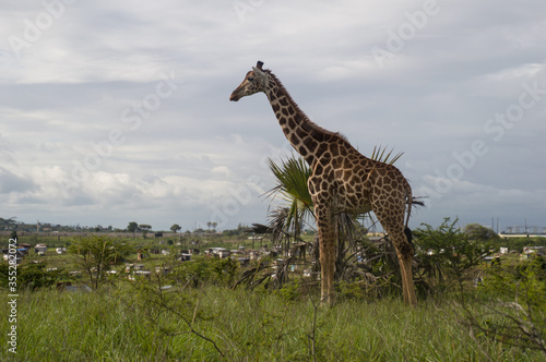 A Giraffe in a Sanctuary near Mombasa  Kenya