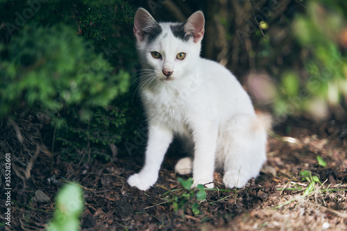 White kitten with black ears