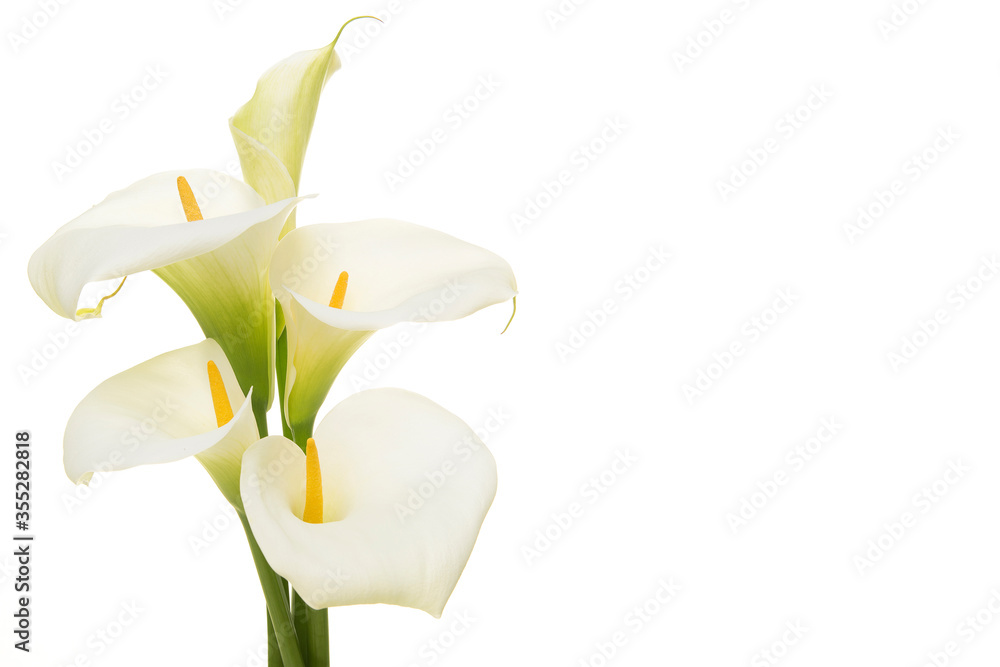 Bouquet blooming calla lilly flowers isolated on a white background with copy space - obrazy, fototapety, plakaty 