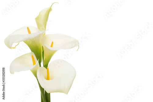 Leinwand Poster Bouquet blooming calla lilly flowers isolated on a white background with copy sp