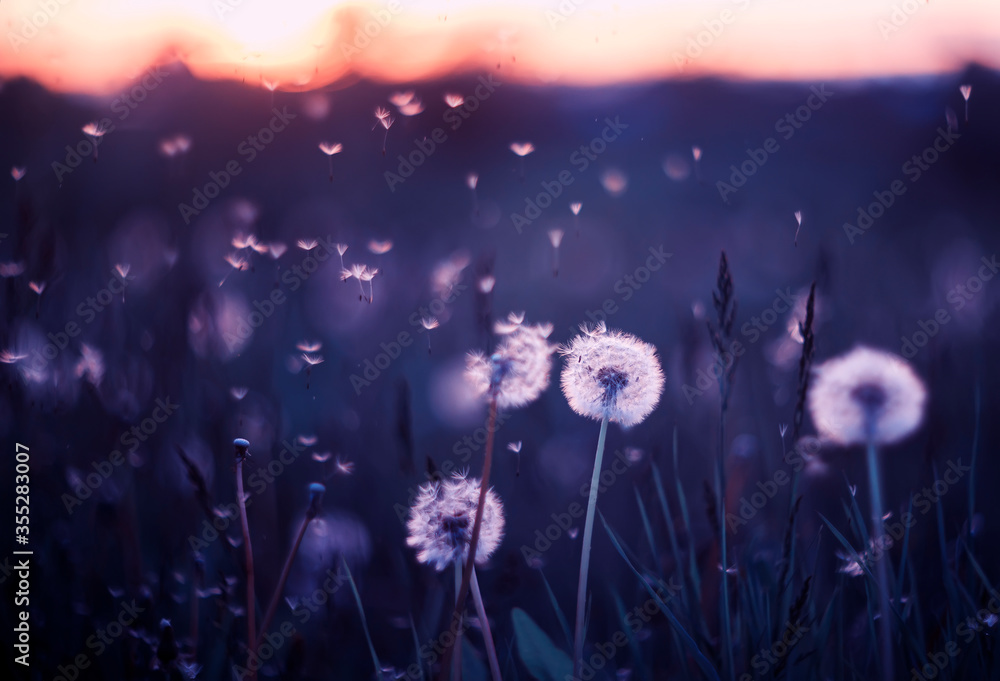 natural background with white fluffy round flowers dandelions and flying light seeds in purple tones