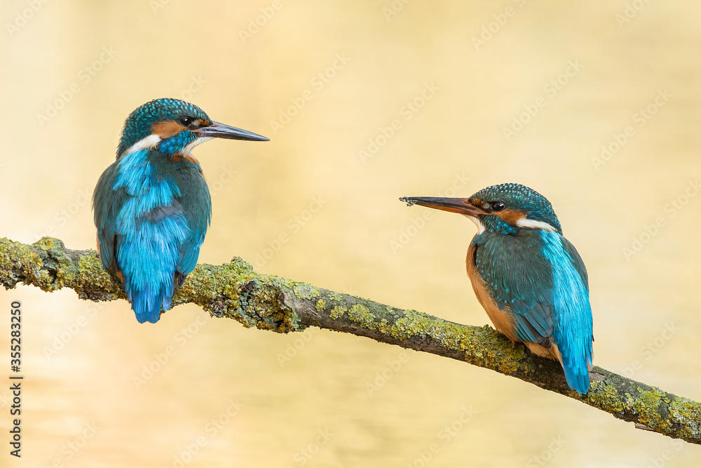 Fototapeta premium Couple of blue earopean kingfisher birds resting on a branch looking at each other