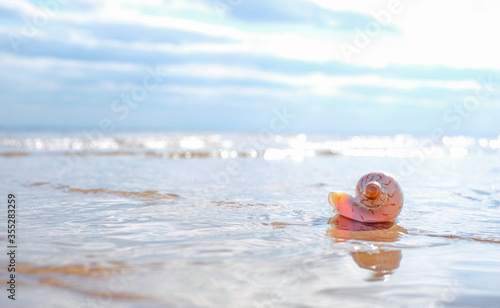 Spiral seashells on the blue ocean water. Background with copy space.
