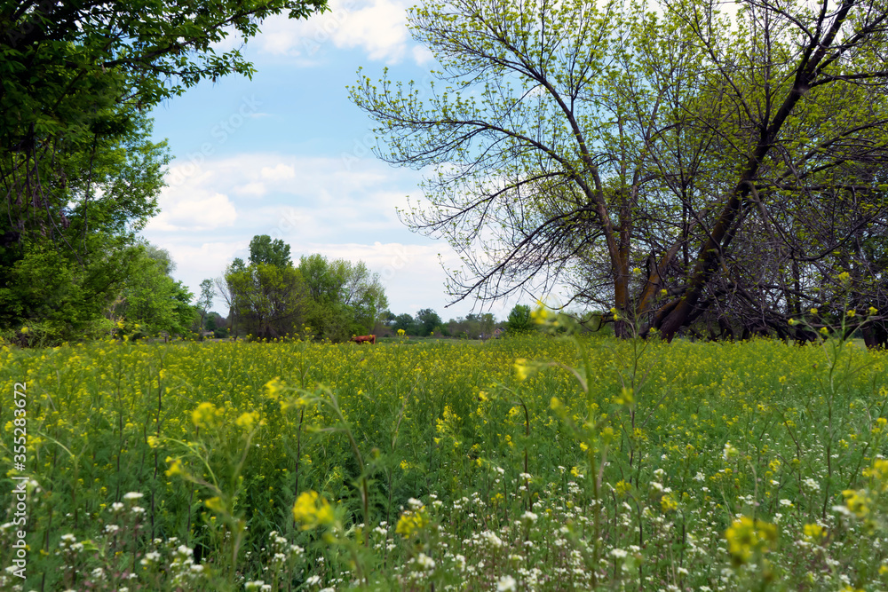 Spring meadow with wild flowers and brown cow on background Spring meadow with wild flowers and brown cow on background
