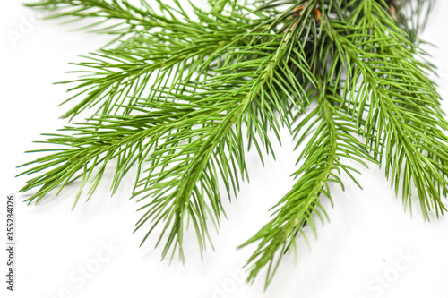 Evergreen Tree Branch Frame Isolated on White Background