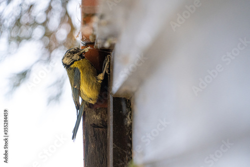 Close up low angle view of Blue Tit Feeding chicks in roof space of old architecture builing