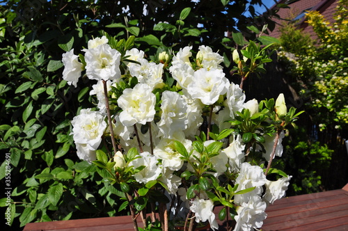 Azalia różanecznik biały kwiat ogrodowy
