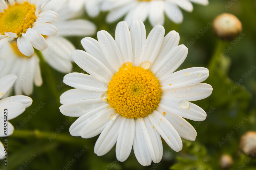 Close-up of white daisies with water drops in the garden. Close-up of white daisies with water drops in the garden.