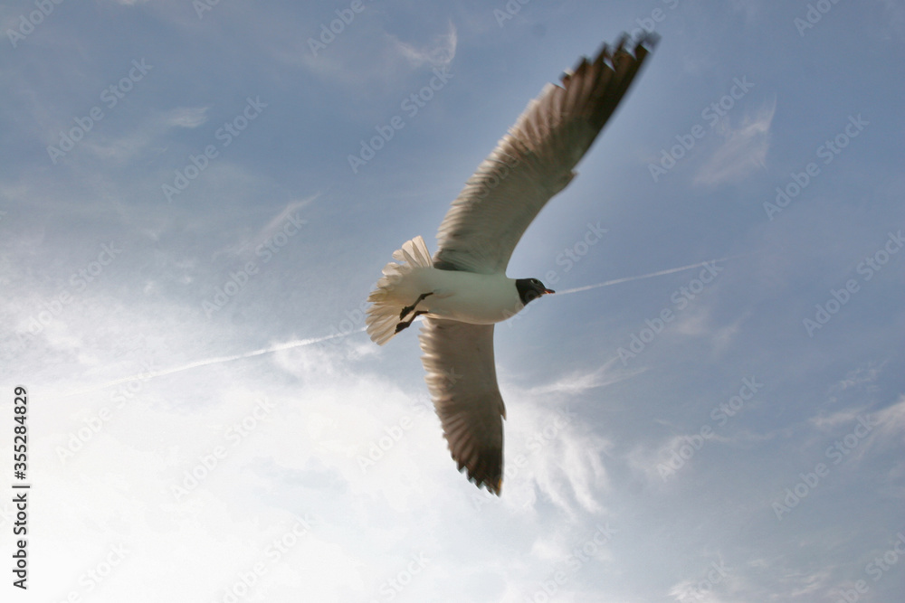 Fototapeta premium Seagull Soaring in Blue Skies, Eastcoast, USA