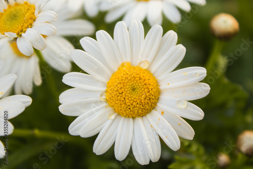 Close-up of white daisies with water drops in the garden.