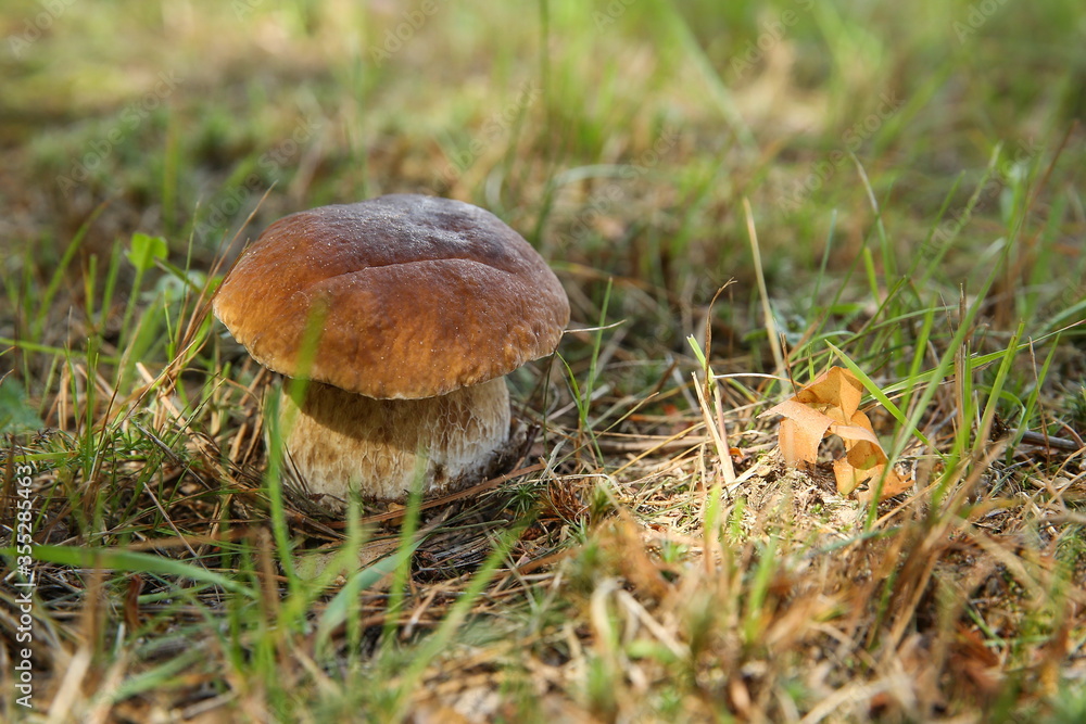 edible mushroom close up in the forest edible mushroom close up in the forest