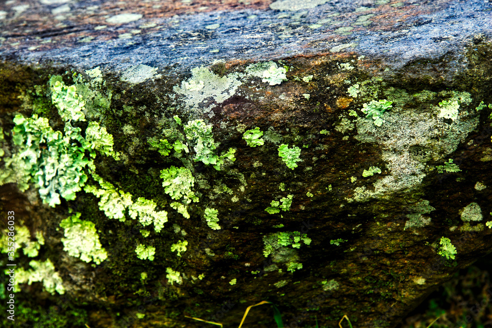 Moss and Lichen Covered Branch, Smoky Mountains, Tennesee, USA Moss and Lichen Covered Branch, Smoky Mountains, Tennesee, USA