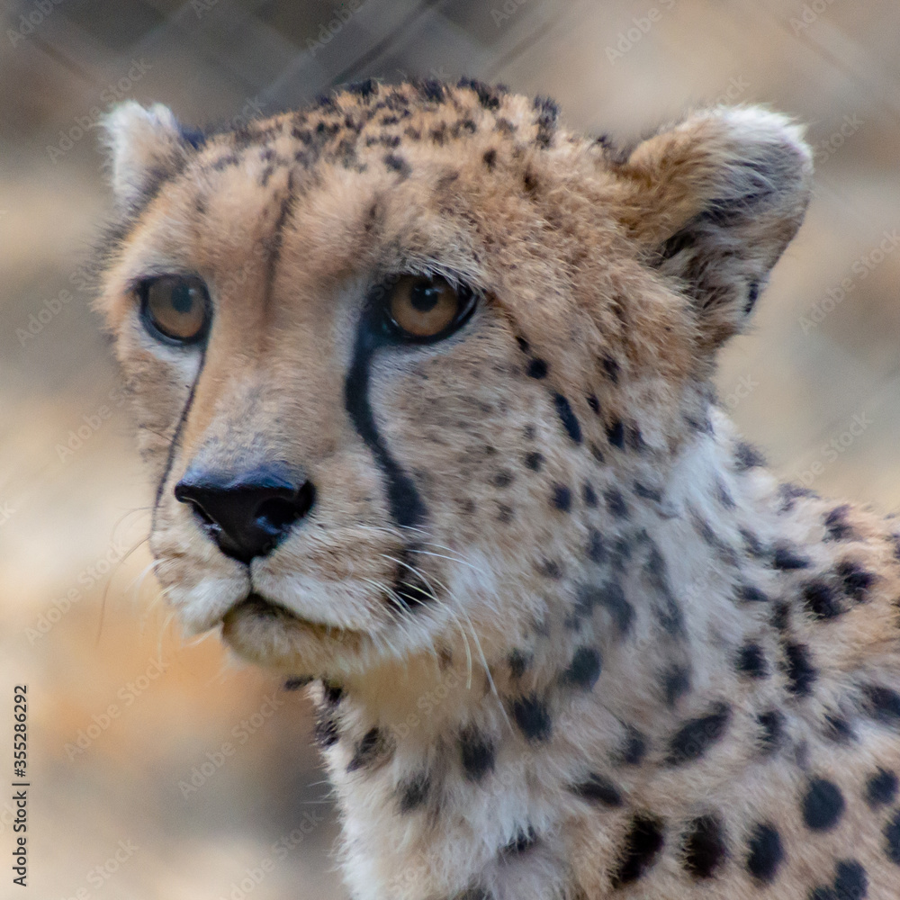 Wild Life Wild Life