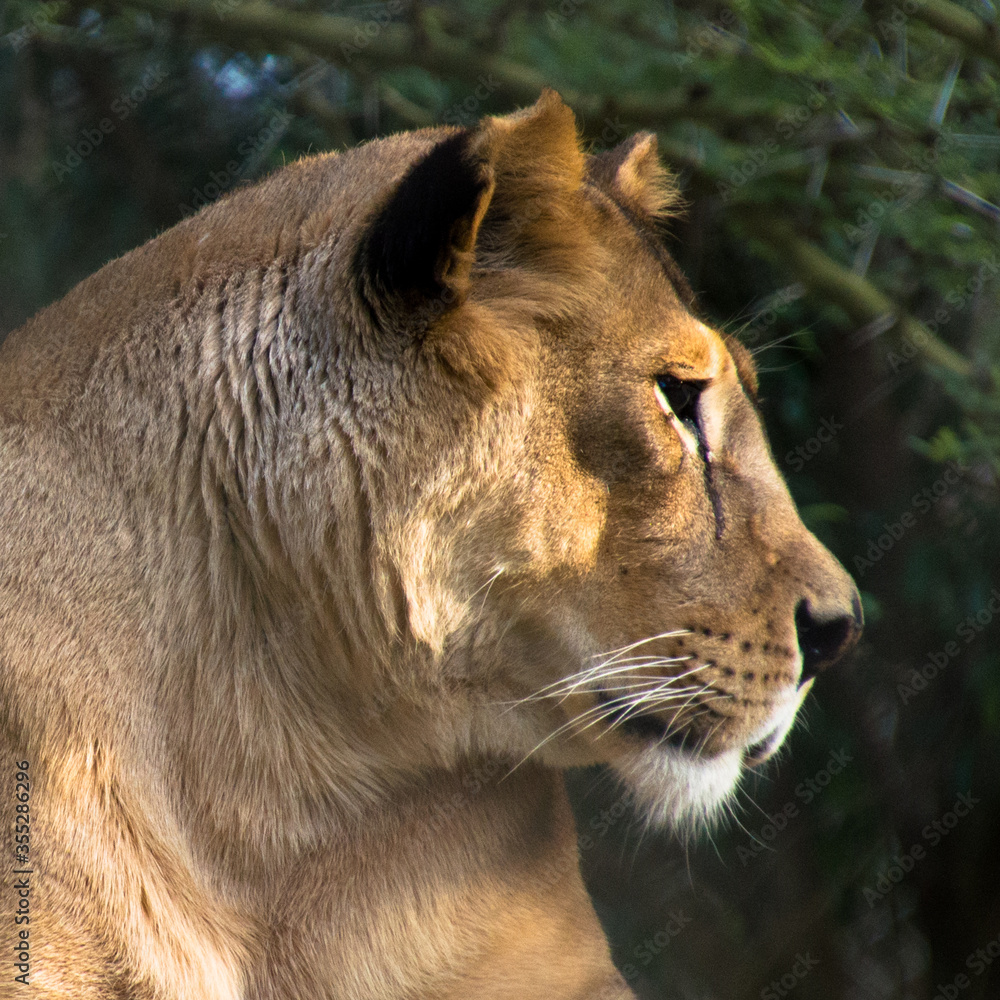 Fototapeta premium Wild Life