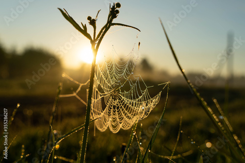 spider web in grass in the rays of the rising sun
