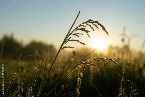 grass in the rays of the rising sun