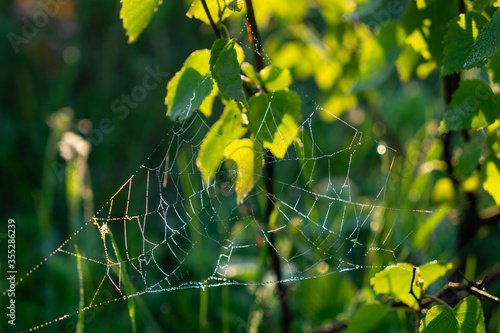 spider web on a young tree