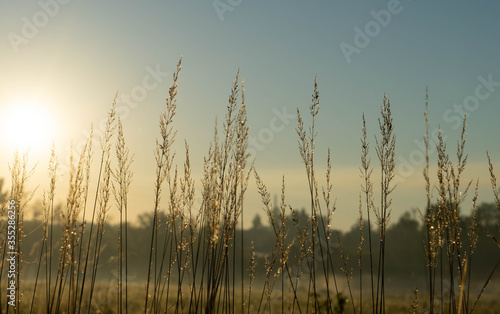 grass in the rays of the rising sun