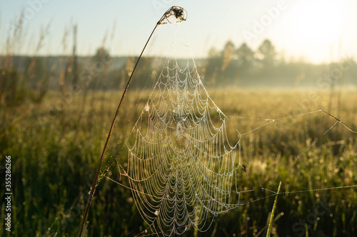 spider web in the grass