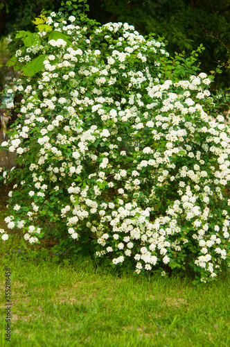 A shrub blooming with white flowers